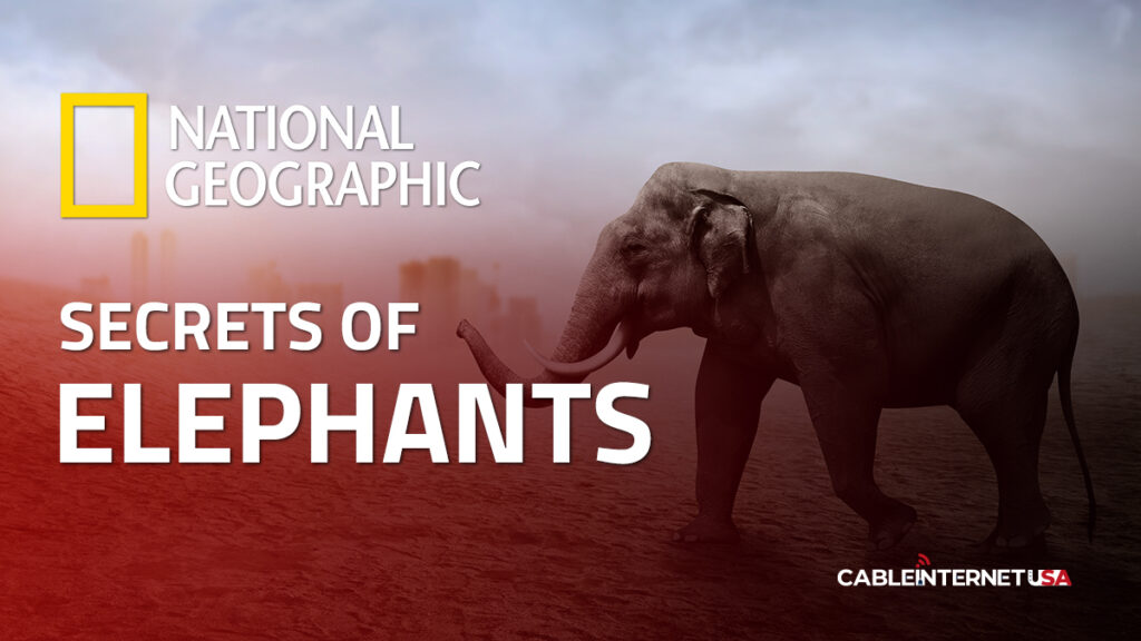 SEcret of Elephants